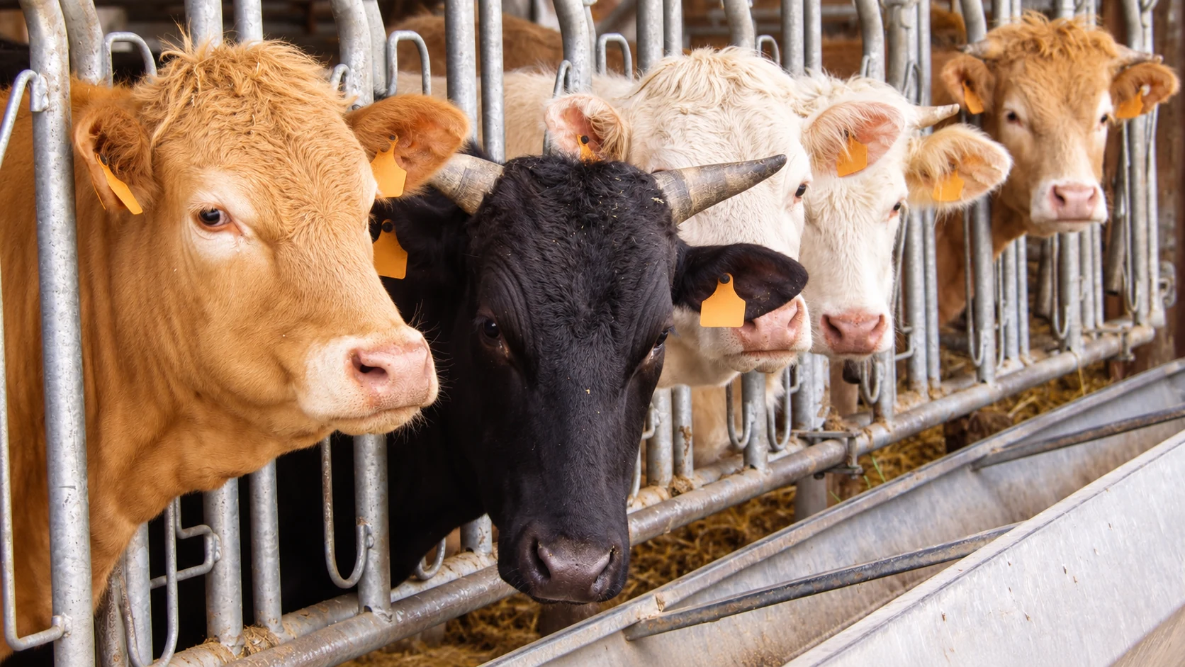 Bovins au cornadis dans une étable